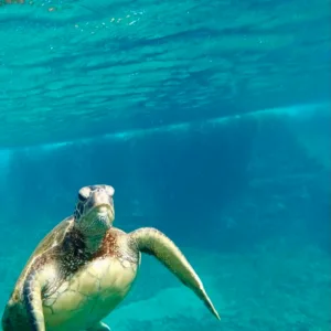 Snorkeling adventure swimming alongside turtles in Oahu