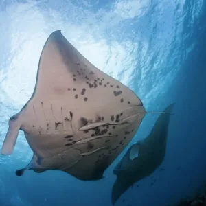 Private boat trip to swim with graceful manta rays