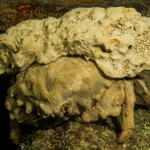 Diver exploring vibrant coral reef at night