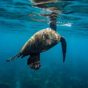 Private dive charter exploring Oahu's underwater beauty