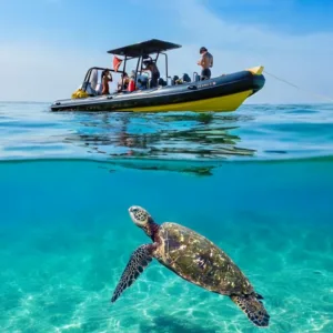 Snorkeling adventure exploring turtle habitats in small group