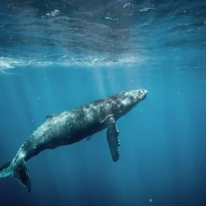 Whale watching tour in Waikiki during December to March