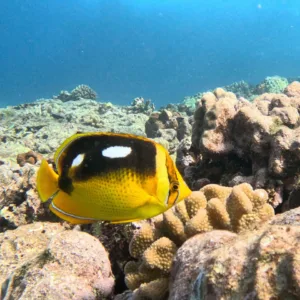 Beginner scuba diving experience exploring underwater world