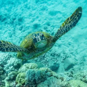 Night shore dive preparation with single tank at Koloa