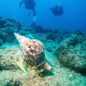 Two-tank Discover SCUBA dive setup at Koloa Landing