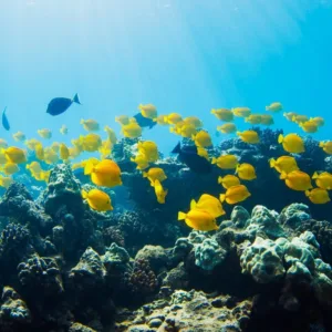 Boat snorkeling tour exploring tropical reefs and wildlife