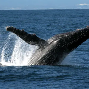 Close-up of humpback whale surfacing in ocean