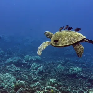 Scuba divers preparing for two-tank dive at beach