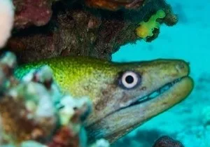 Diver practicing skills during PADI advanced open water shore session