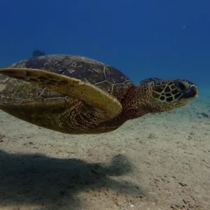 Scuba diving with sea turtles and coral reef conservation