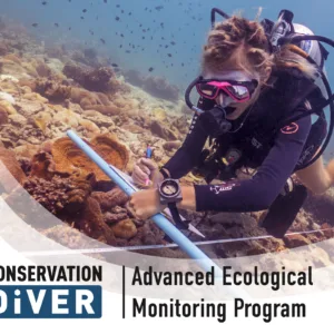 Hands-on marine research internship with scuba diving activities