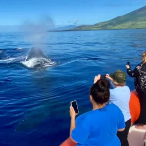Private whale watching charter with close ocean views