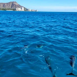 Ride along boat for snorkeling cruise adventure