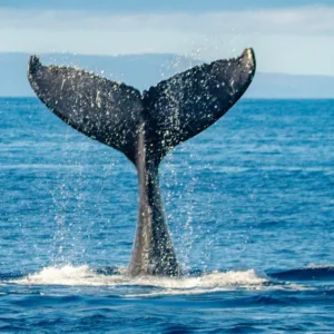 Whale breaching in the ocean near West Maui coastline