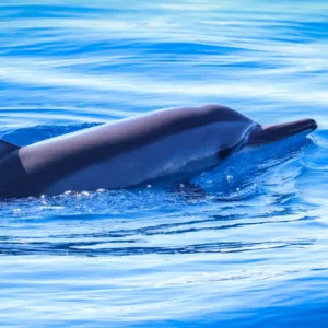 Sailboat cruising while guests watch wild dolphins nearby