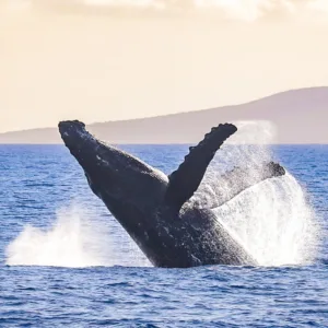 Luxury whale watching experience off Ka'anapali coast