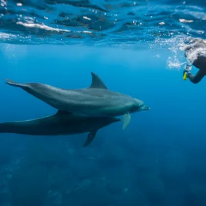 Swimmers interacting with wild dolphins off West Oahu coast