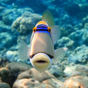 Scuba divers exploring vibrant coral reefs underwater