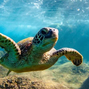 Private snorkeling charter exploring vibrant coral reefs in Maui