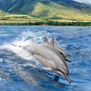 Boat watching dolphins swim near the vessel