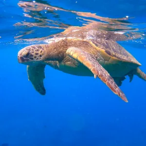 Snorkeling with sea turtles in clear Waikiki waters