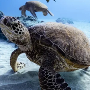 Snorkeling tour exploring Turtle Canyon waters