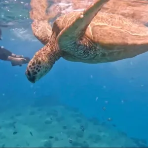 Snorkelers swimming near sea turtles in clear water