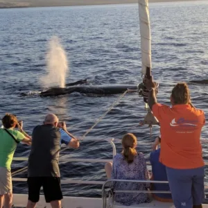 Power catamaran cruising during Pau Hana sunset whale watching