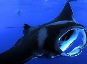 Night snorkeling with manta rays off Kona coast