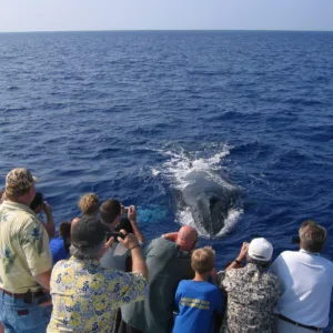 Sunset sailing with whale sightings on Pau Hana