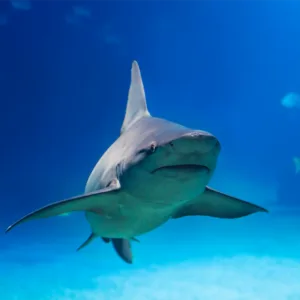 Diving with pelagic sharks in open ocean waters