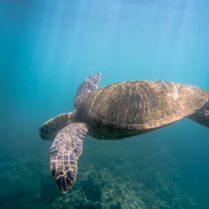 Snorkeling alongside sea turtles in tropical waters
