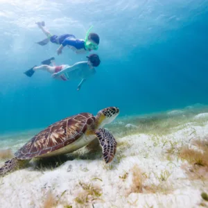 Snorkelers swimming in Turtle Canyon waters