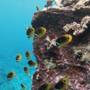 Snorkel fishing charter aboard Ms Conduct in Kona waters