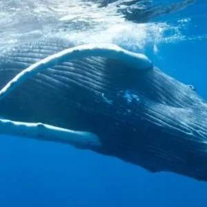 Whale watching tour along Na Pali Coast Maui