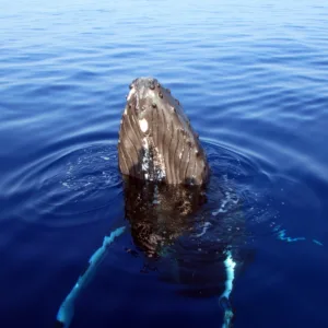 Late morning whale watching cruise on a boat named Seasmoke