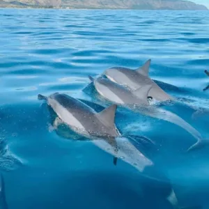 VIP private tour to see dolphins and turtles