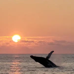 Whale watching adventure from Ko Olina harbor