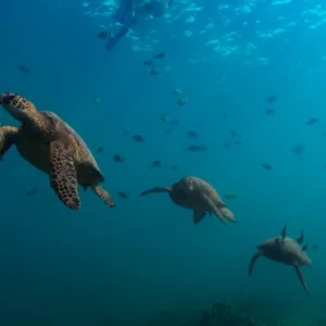 Private boat charter for scuba diving on Oahu