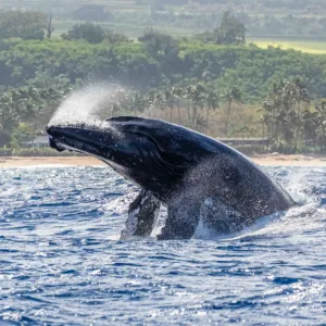 Whale watching tour spotting majestic ocean giants