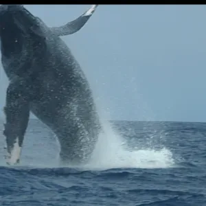 Whale breaching near the coastline on a clear day