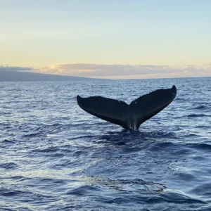 Private whale watching charter in Kona's ocean waters