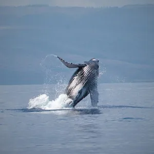 Small group spotting whales off Oahu coastline
