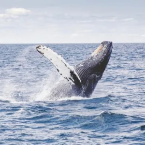Whale watching sailing tour off Waikiki shore
