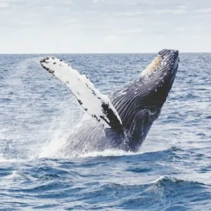 Whale watching tour spotting majestic whales at sea