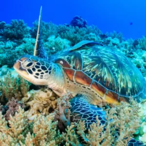 Snorkeling tour to see turtles around Waikiki waters