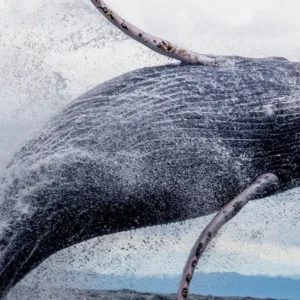 Eight hour whale watching cruise exploring Oahu waters