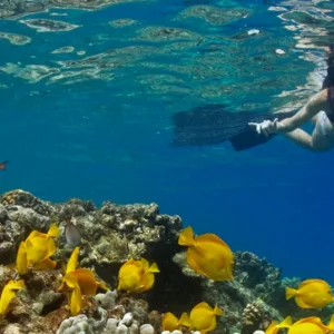 Dolphins swimming near snorkelers in clear Hawaiian waters