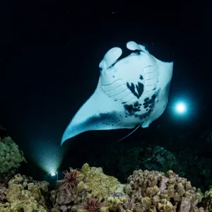 Divers swimming near manta rays in clear Kona waters