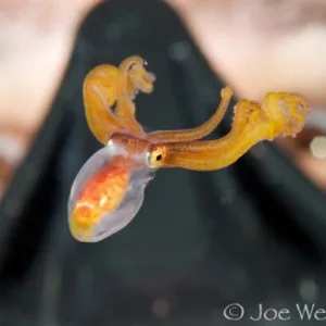 Pelagic Magic single tank scuba diving excursion